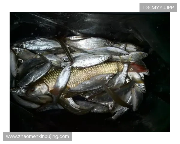 永乐高网址官方地址安全可靠，避免钓鱼网站的实用技巧与建议